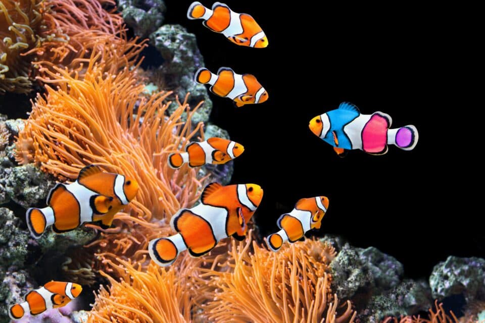 ügyfélmegszólítás